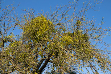 Baum mit vielen Misteln