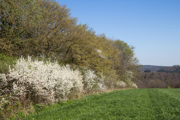 Blühende Schlehenhecke (Prunus spinosa) am Waldrand