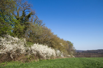 Bl&uuml;hende Schlehenhecke (Prunus spinosa) am Sch&ouml;nbuchrand bei T&uuml;bingen