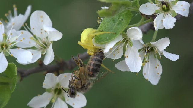 Insect Crab Spider attacked bee, yellow Misumenoides, sits in flower, macro, outdoors, on green background, animal, meadow, field, forest, garden, Arthropoda, Arachnida, Thomisidae, Misumenoides