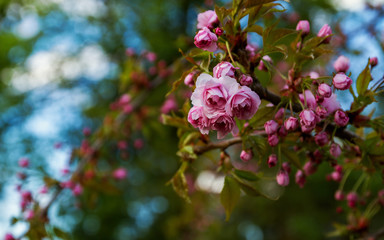 Pink flowers close up