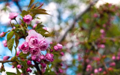 Beautiful pink flowers on tree brnches