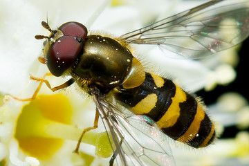 Wespe Makrofoto
