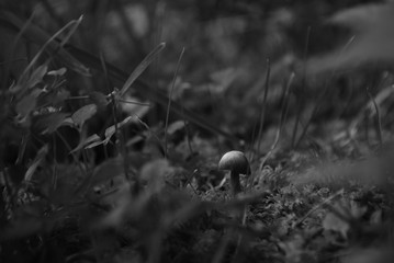 grzyb las trawa czarno białe
