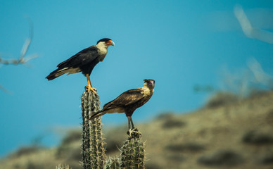 Adult and juvenile northern crested caracara at the desert of Cabo de la Vela, Guajira, Colombia