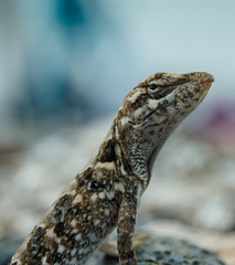 Anolis onca at the beach. Taken in Cabo de la Vela, La Guajira, Colombia
