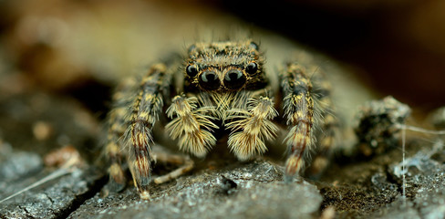 Jumping spider waiting for prey