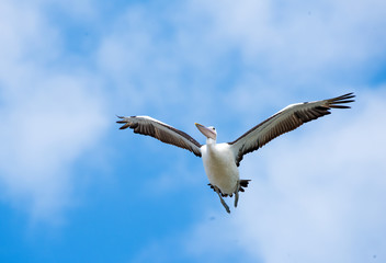Australian white pelican flying overhead on a blue sky with cloudy mist background.