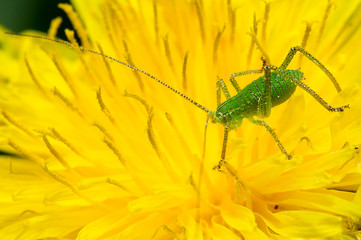 junger Grashüpfer Makrofoto