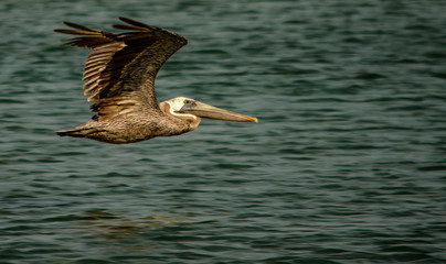 Brown pelican flying above the sea of Cabo de la Vela, Guajira, Colombia
