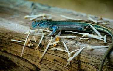 Rainbow whiptail trying to hide from people