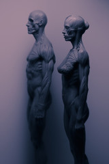 Anatomia - kobieta i mężczyzna