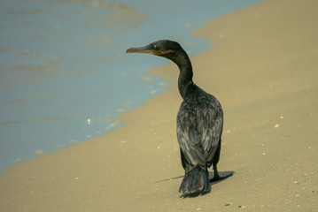 A neotropic cormorant watching the beach as the waves come through