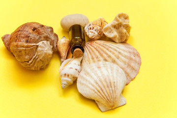 Tropical Background. Seashell and glass bottle on yellow colourful trendy modern fashion background. Vacation travel summer weekend sea adventure trip concept