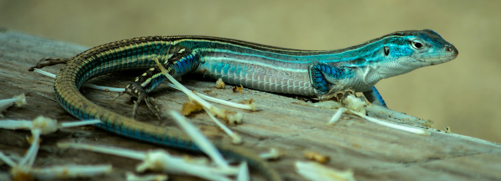 Posing rainbow whiptail taking some sunlight