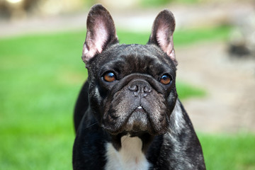 French Bulldog spring garden