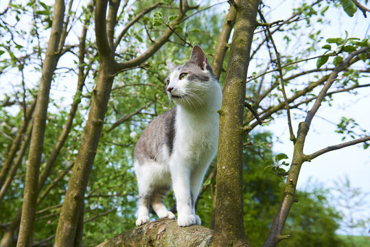 Cat is hanging on the tree and hunting in summer