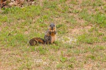 squirrel sitting in the grass looking at the camera.