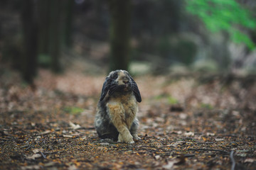 Królik Bunny Wild © Mateusz