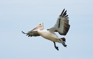 Australian white pelican flying awkwardly in the air against the blue sky.