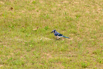 Bluejay on the ground eating seed.