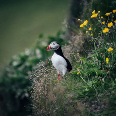Colorful puffins on the rock - Iceland