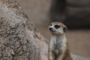 Suricata