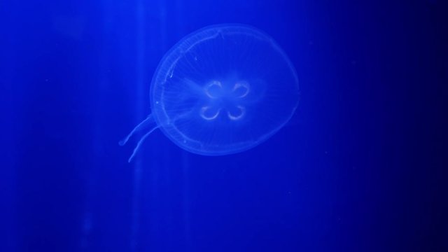 a jelly fish at the aquarium