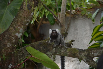 paraty - rio de janeiro rj