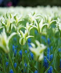 Colorful spring tulips and flowers at Keukenhof Gardens Netherlands 