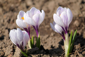 Obraz premium Group of white-purple spring or giant crocuses (Crocus vernus) on flower bed