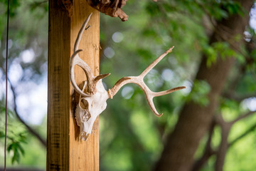 Deer skull and antlers hanging on a Texas Hill Country porch 