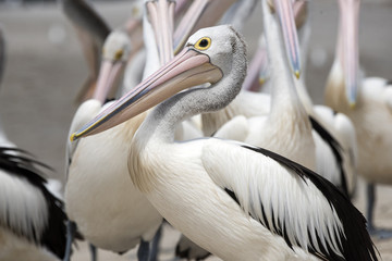 Close up of side profile of Australian pelican