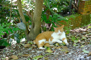木陰で休む猫