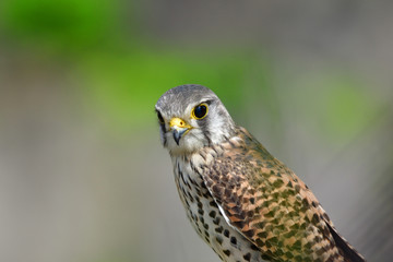 ハートマークがかわいいチョウゲンボウ