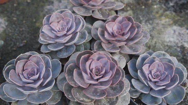 View of beautiful orpines in greenhouse. 4K