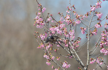野鳥 　ヒヨドリ　日本　奥武蔵　　花をついばむヒヨドリ