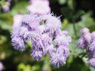 満開に咲く紫色のアゲラタム