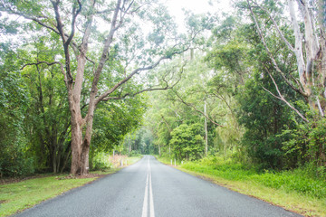 Obraz premium Straight asphalt road winding through Australian forest. 