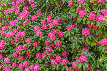 blossom of bright pink flowers