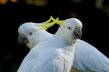 Sulphur-Crested Cockatoos