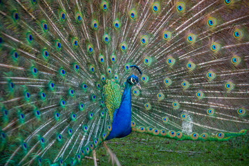 Obraz premium American Peacock (Indian Peafowl) has beautiful eyespot pattern in feathers