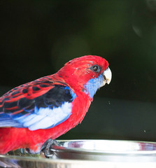 Australian crimson rosella interacting from metal bowl.
