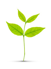 Green leaf isolated