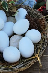 Eggs easter and pine cones with nature