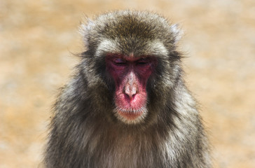 wise Japanese monkey with eyes closes