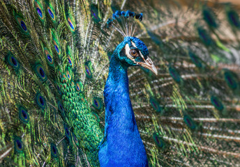 Obraz premium American Peacock (Indian Peafowl) has beautiful eyespot pattern in feathers