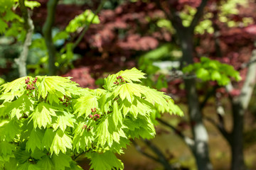 red maple leaves against green background