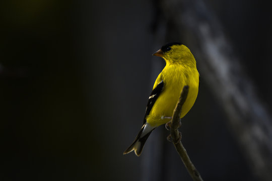 yellow finch