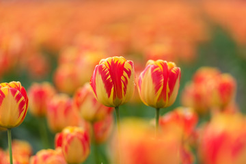 Orange, red and yellow tulips blooming